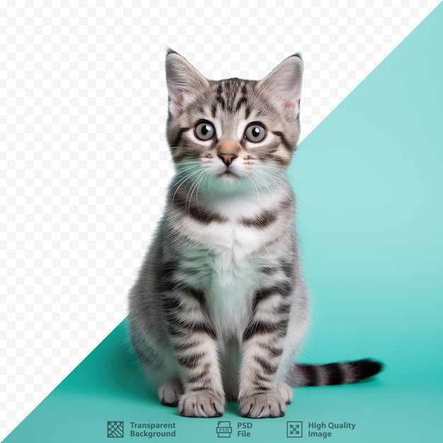 Cute tabby kitten alone against transparent background