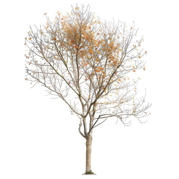 PSD cutout autumn tree on transparent background