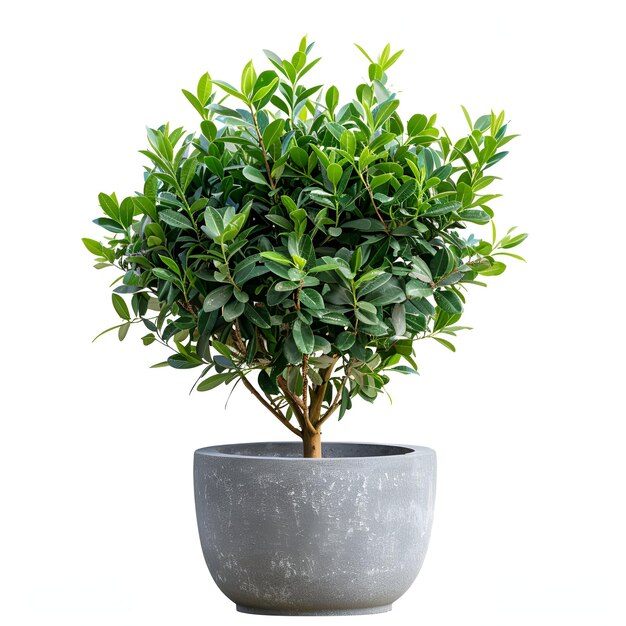 PSD cutout_bush_potted_tree_buxus_sempervirens_plant archviz psd