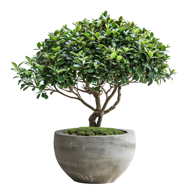 PSD cutout_bush_potted_tree_buxus_sempervirens_plant archviz psd