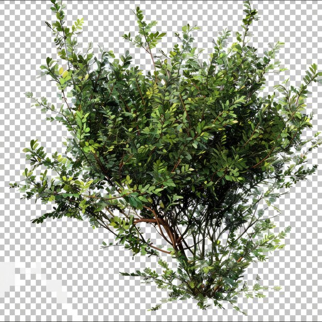 PSD cutout bushes transparent backgorund