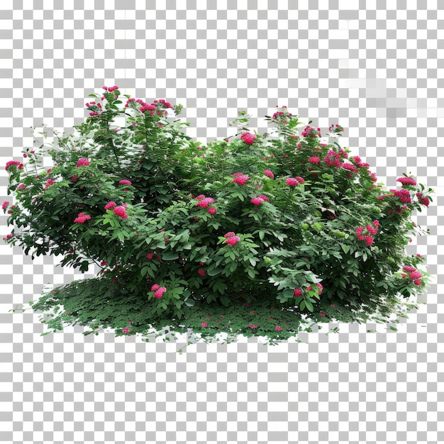 cutout bushes transparent backgorund