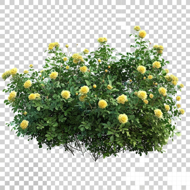 cutout bushes transparent backgorund