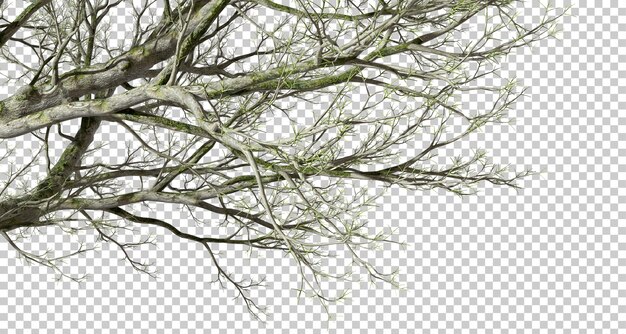 PSD cutout large aged tree branches transparent backgrounds 3d illustrations png