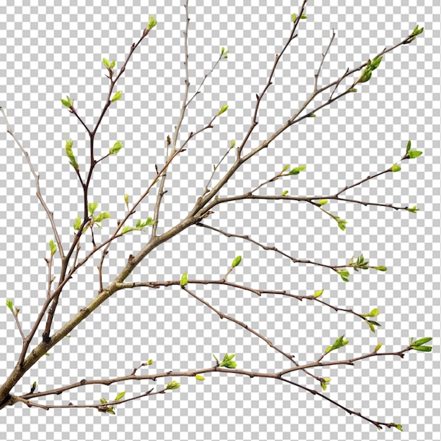 cutout leafless trees branches dried