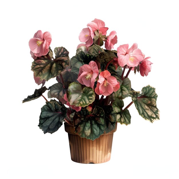 PSD cutout_potted_flower_begonia_semperflorens_plant archviz psd