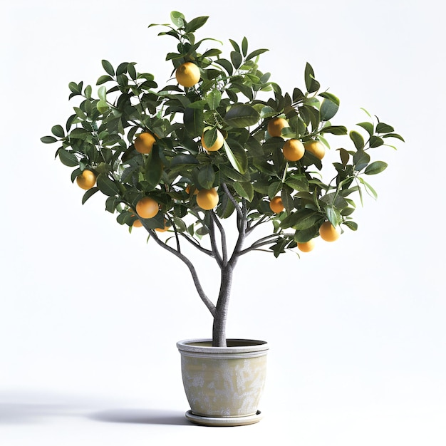 Cutout_potted_flower_potted_tree_citrus_plant archviz psd