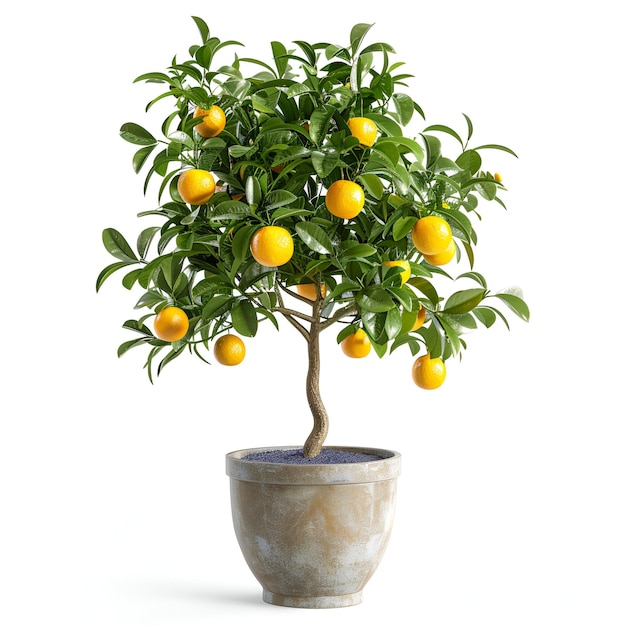 Cutout_potted_flower_potted_tree_citrus_plant archviz psd