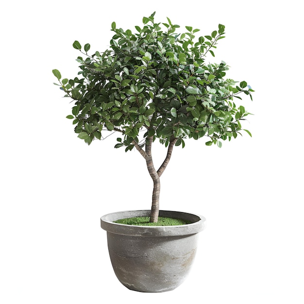 Cutout_potted_tree_euonymus_fortunei_plant cutout archviz psd