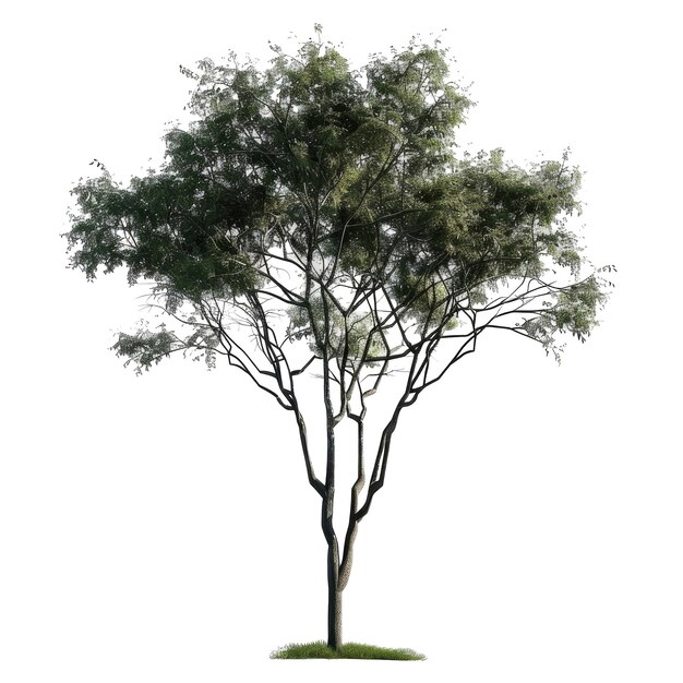 PSD cutout tree png transparent background