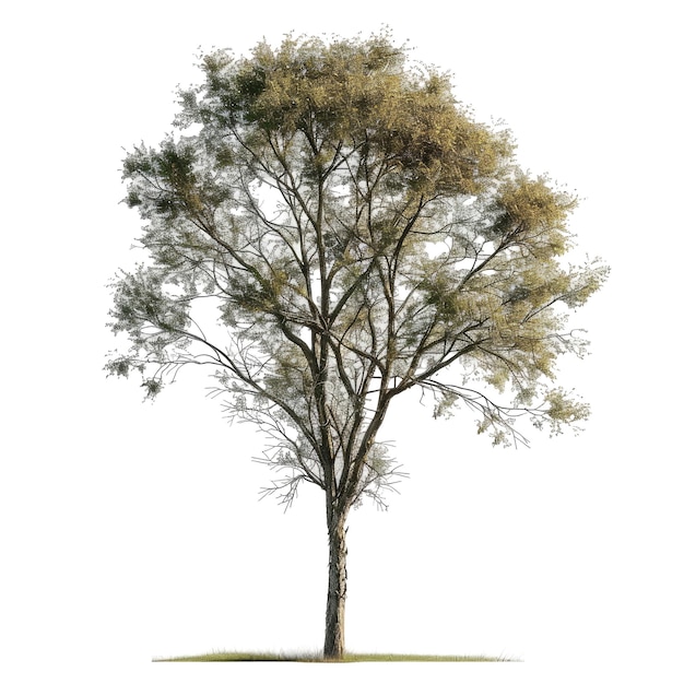 PSD cutout tree png transparent background