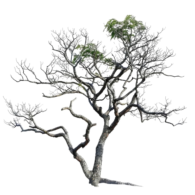 cutout tree png transparent background