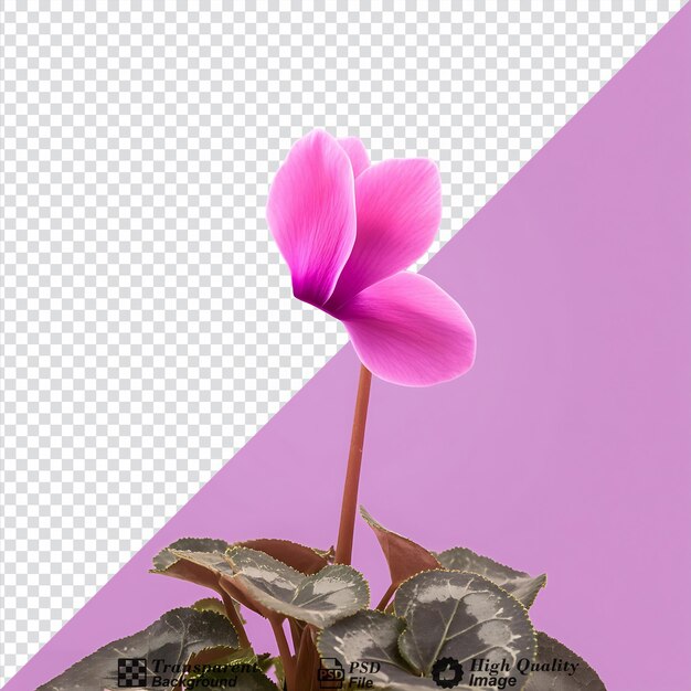 PSD cyclamen flower isolated on transparent background