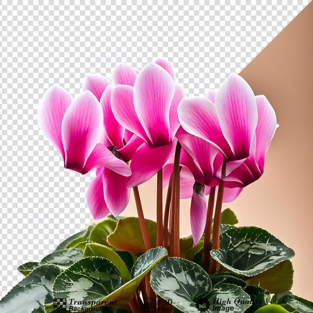 PSD cyclamen flower isolated on transparent background