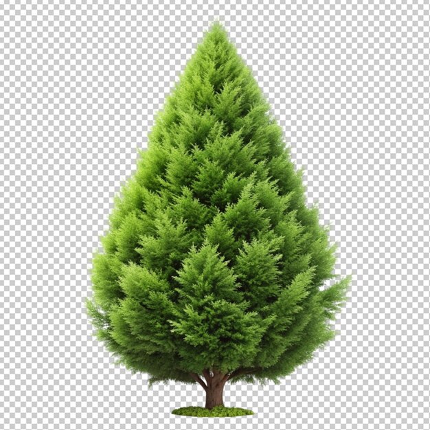 PSD cypress tree on transperent background