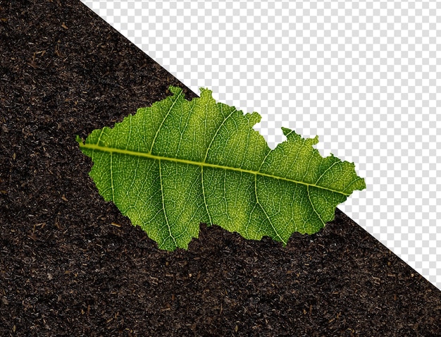 Czechia map made of green leaves on soil background ecology concept