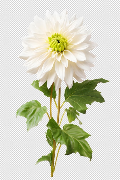 dahlia flower and leaf on white background