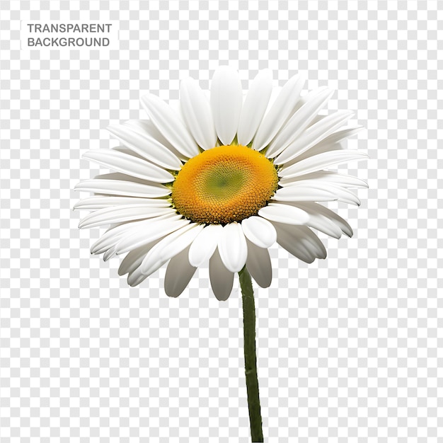 Daisy element in PNG format with transparent background