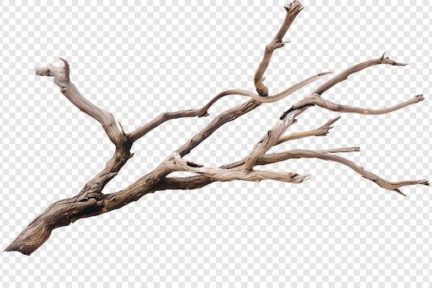 dead branch isolated on transparent background