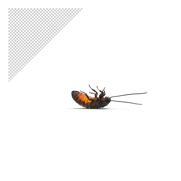 Dead hissing cockroach PNG