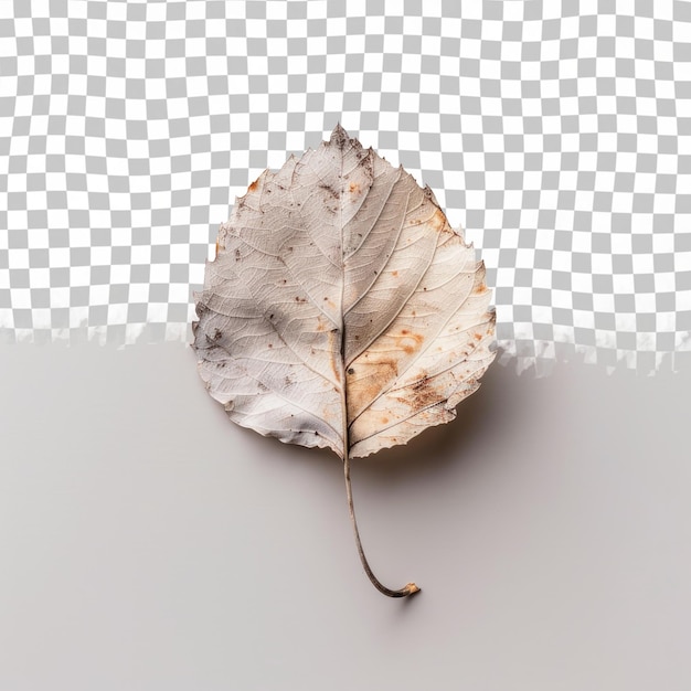 PSD a dead leaf on a table with a checkered background