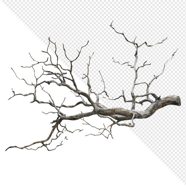 PSD dead tree branch isolated on white background