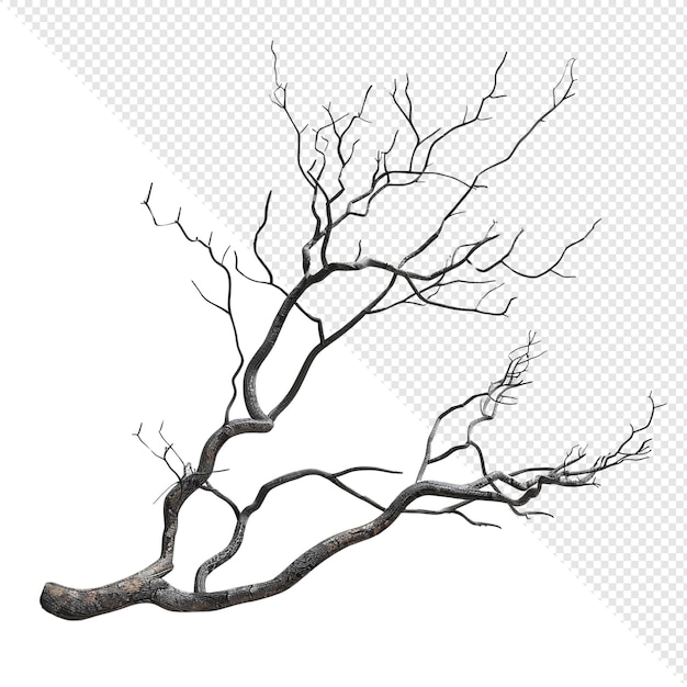 PSD dead tree branches isolated on white background