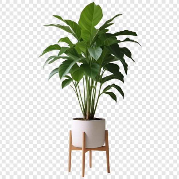 Decorative house plant isolated on transparent background