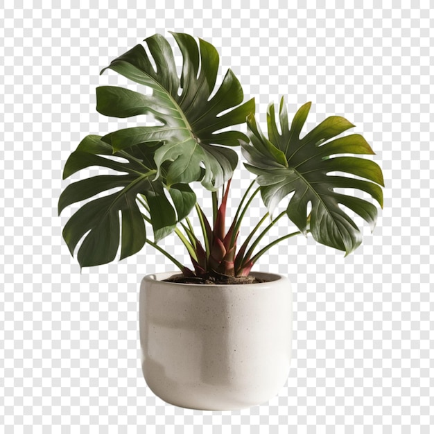 PSD decorative house plant isolated on transparent background