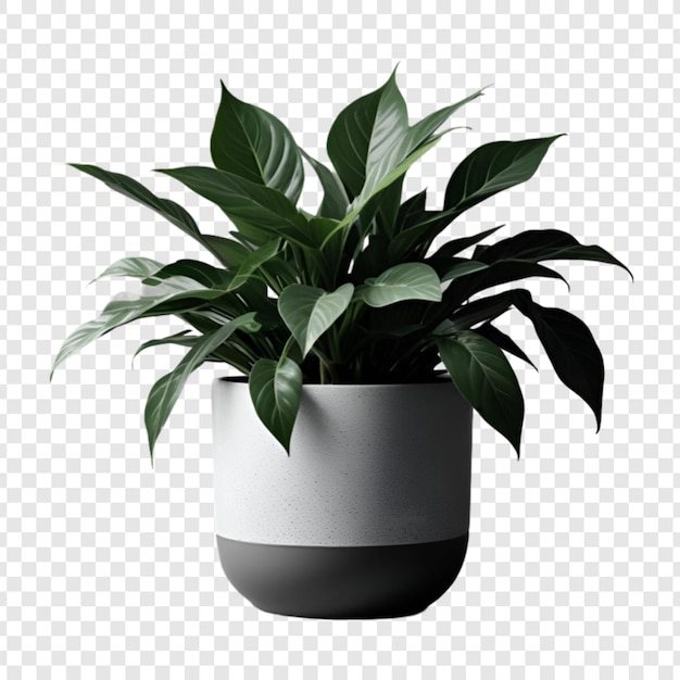 PSD decorative house plant isolated on transparent background