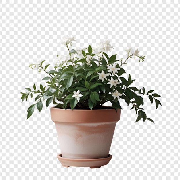 PSD decorative house plant with flower isolated on transparent background