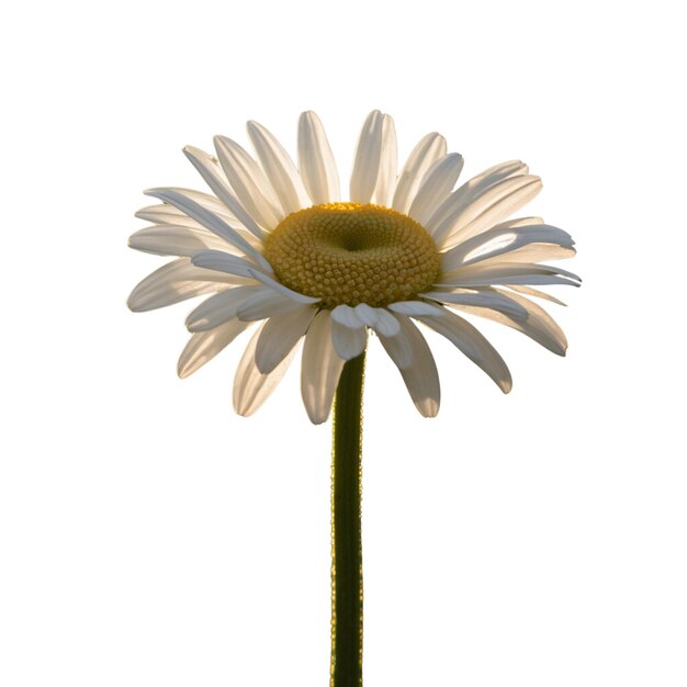 Delicate chamomile flower on white background