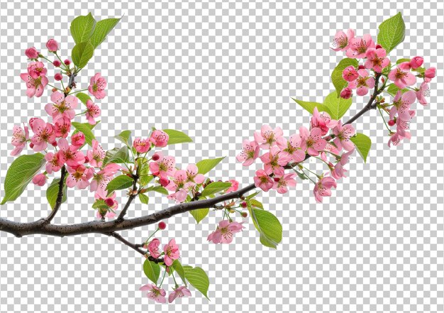 PSD delicate flowers blooming on a tree branch a sign of springs arrival isolated on transparent background