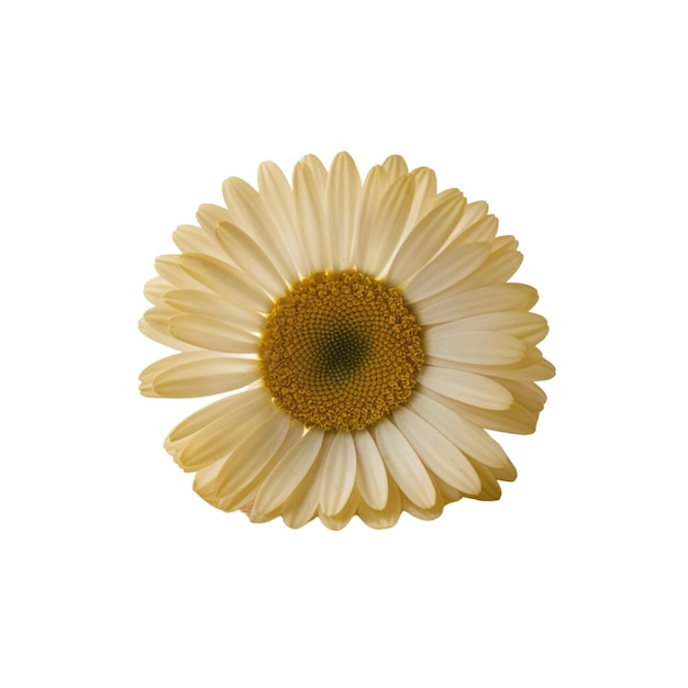 Delicate petals on white background