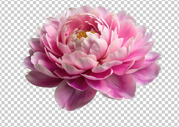 Delicate pink flower showcasing intricate petal layers and vibrant colors against a plain white background in soft natural light transparent