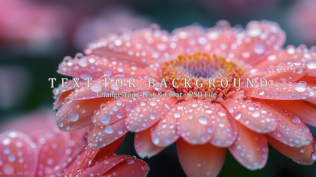 PSD delicate pink gerbera daisy with dew drops