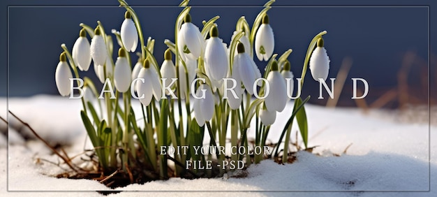 PSD delicate snowdrops emerging from winters embrace