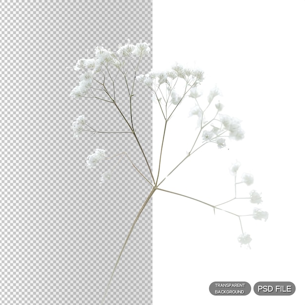 PSD delicate white babys breath flower on black background minimalist botanical photography for nature and floral themes