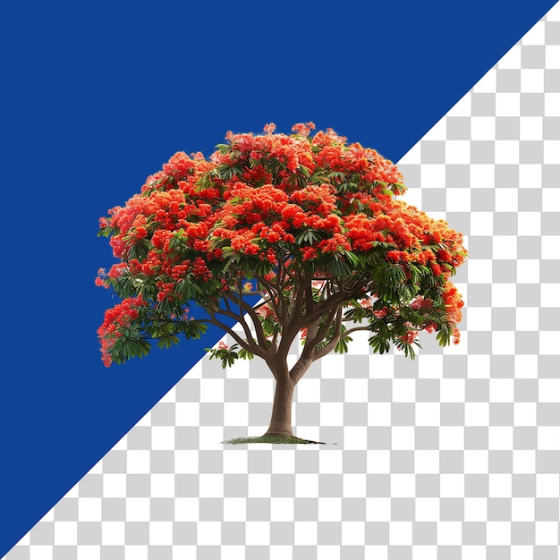 Delonix Regia Tree Isolated on Clear Background PNG