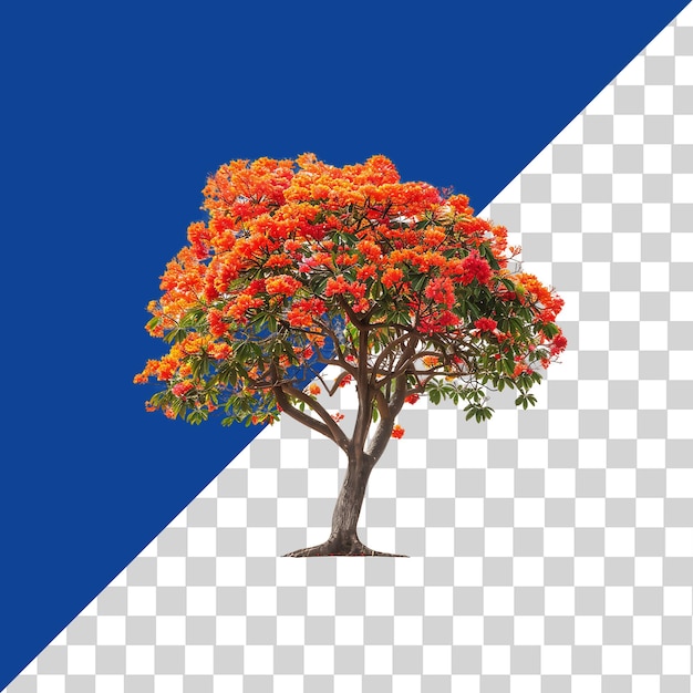 Delonix Regia Tree on Transparent Background Cutout PNG