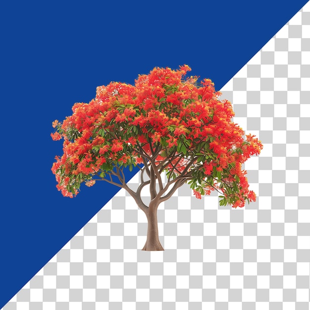 Delonix Regia Tree on Transparent Background PNG