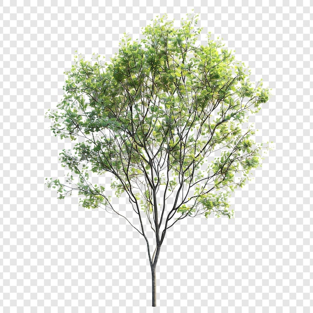 A Detailed 3D Render of a Green Tree