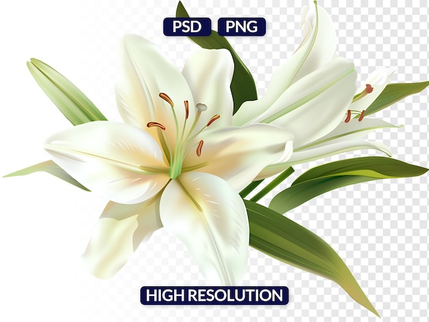 Detailed Graphic of White Lilies with Prominent Stamens and Pistil on Transparent Background