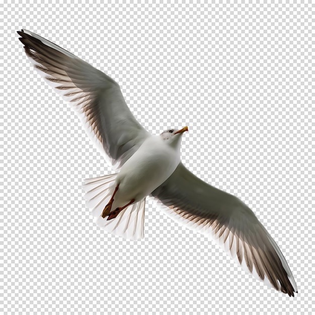 PSD detailed image of a seagull soaring on a white background