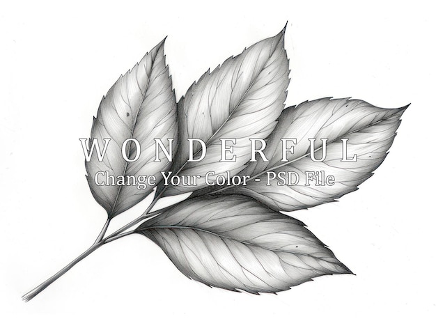 PSD detailed pencil drawing of leaves