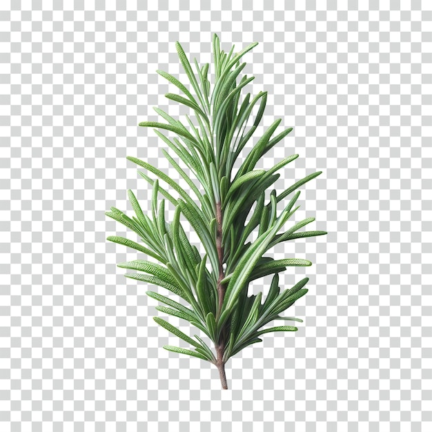 Detailed rosemary transparent background