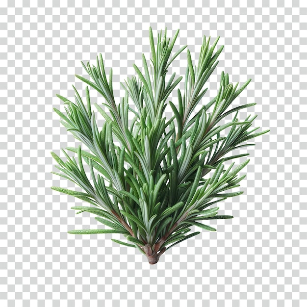 Detailed rosemary transparent background