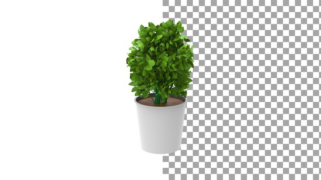 Devils ivy plant with pot without shadow 3d render