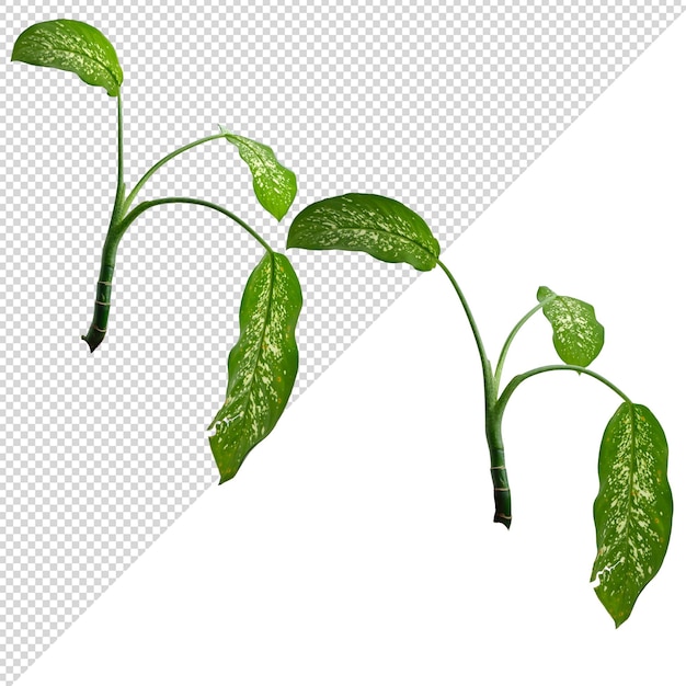 Dieffenbachia seguine plant on a transparent background