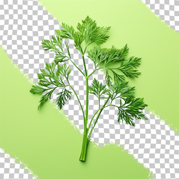 Dill on transparent background